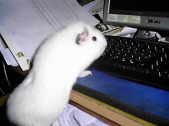 electronic guinea pig
