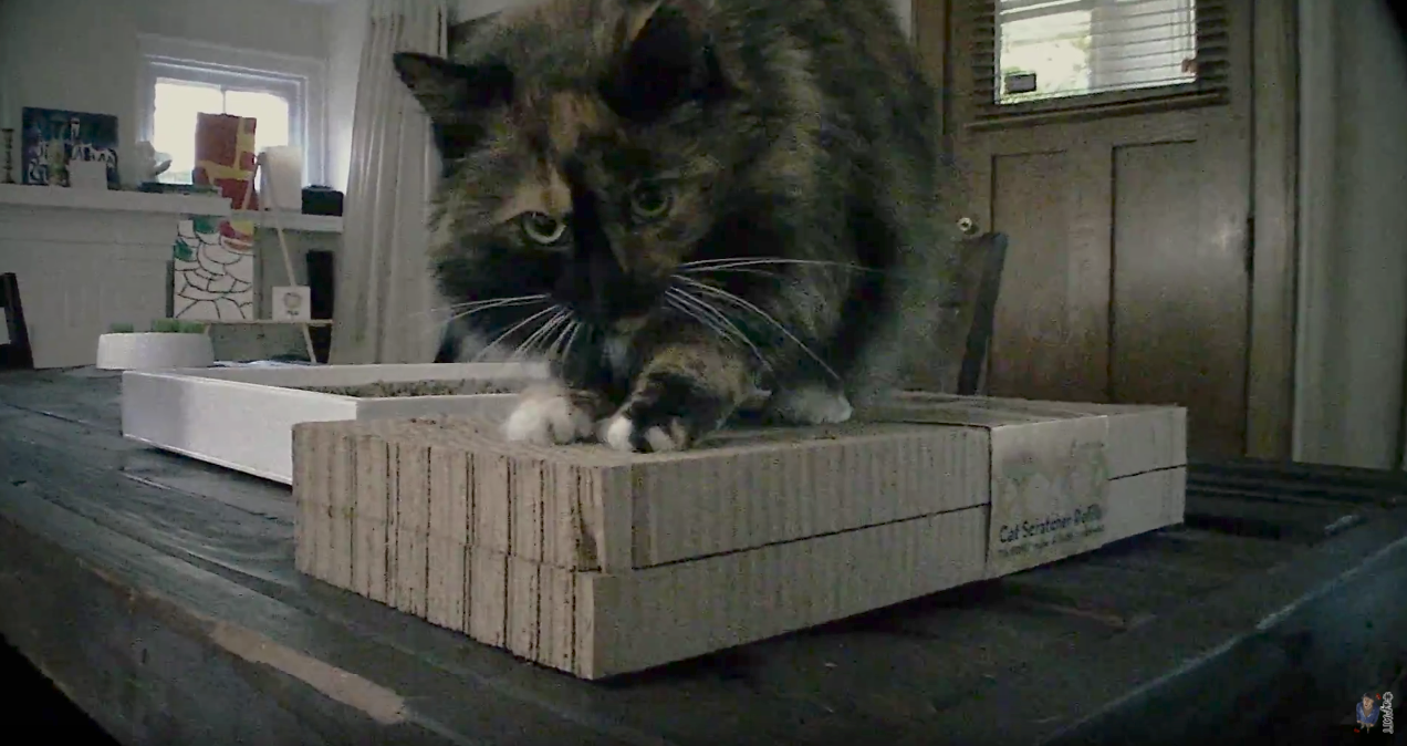 kong cat scratcher refills