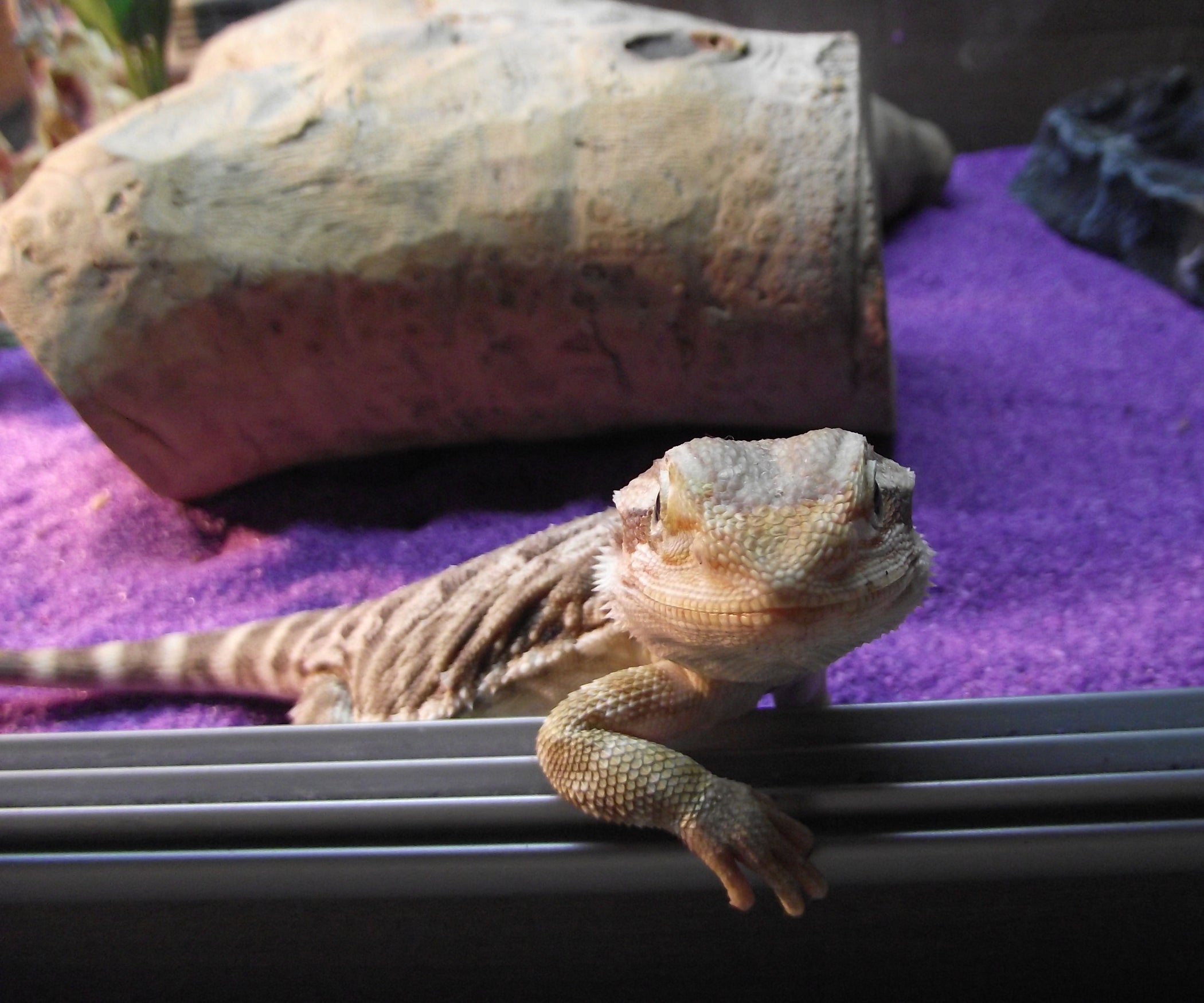 Bearded Dragon Vivarium 5 Steps Instructables