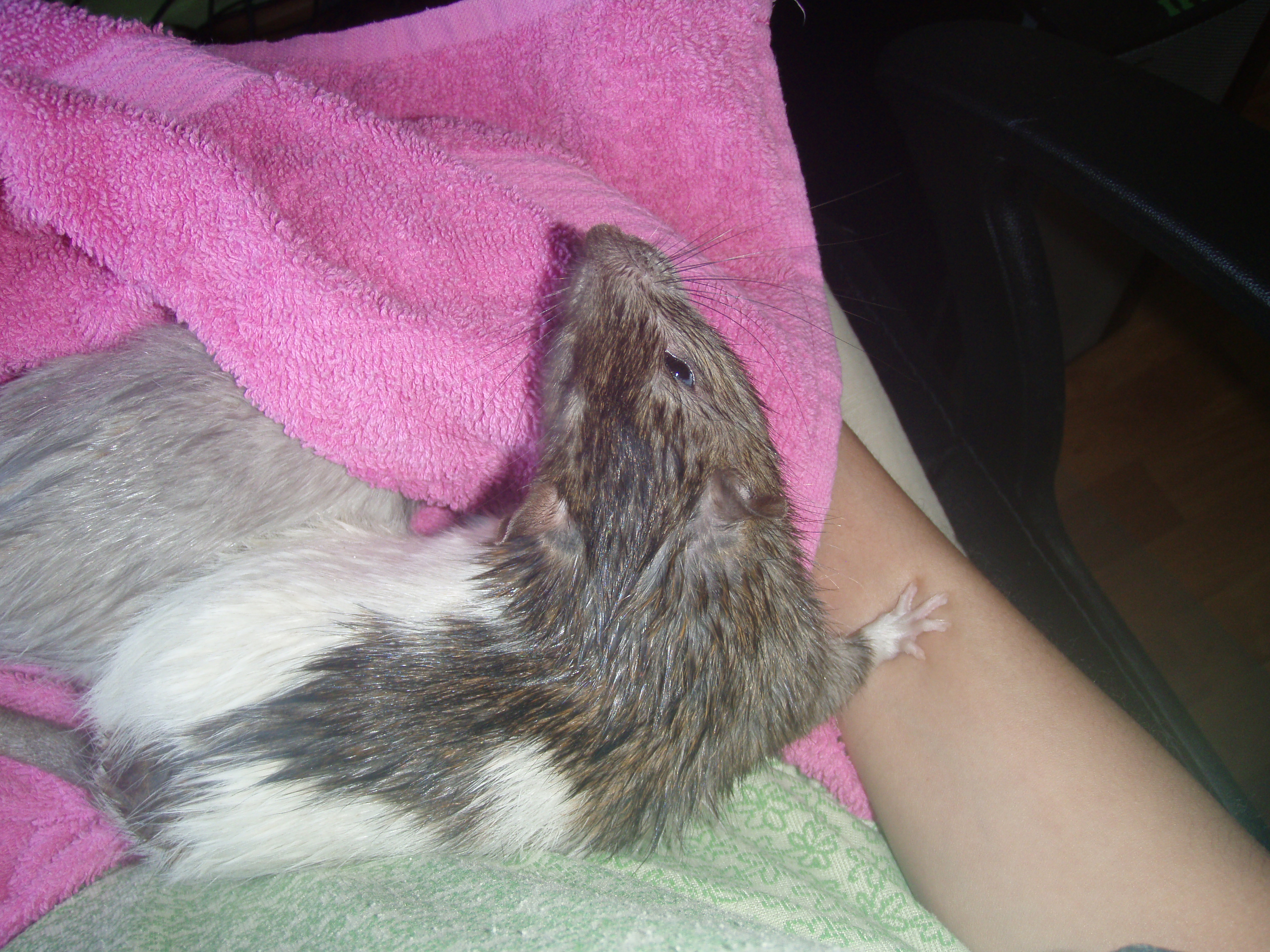 How to Bathe a Rat, THE NICE, NO FUSS WAY 5 Steps Instructables