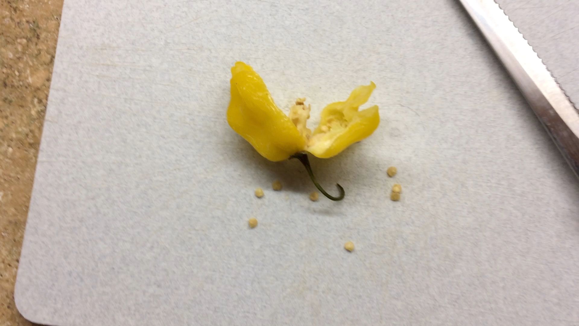 Experiment Can You Germinate Seeds From a Frozen Pepper? 7 Steps