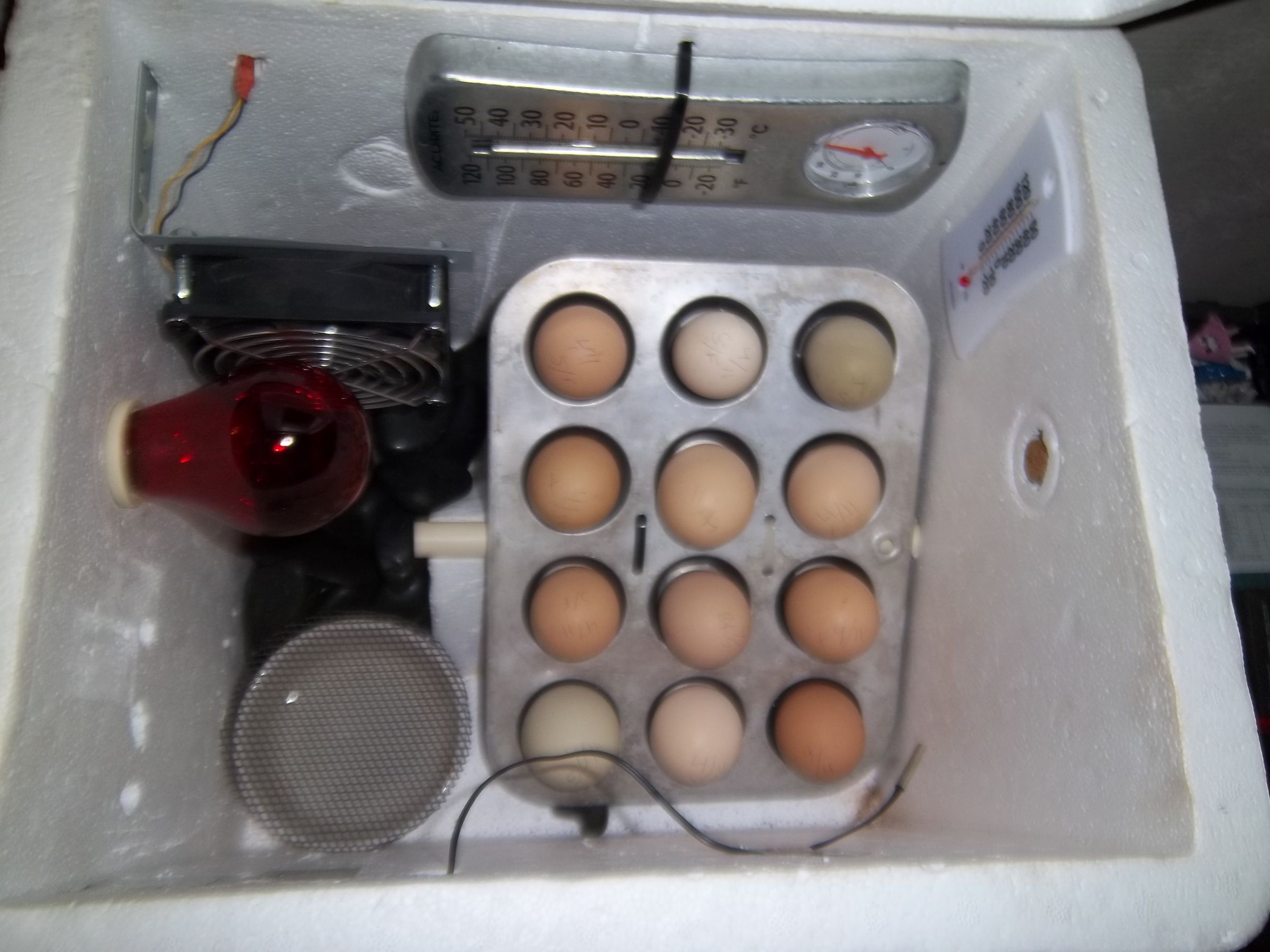 Foam Cooler Egg Incubator 8 Steps Instructables