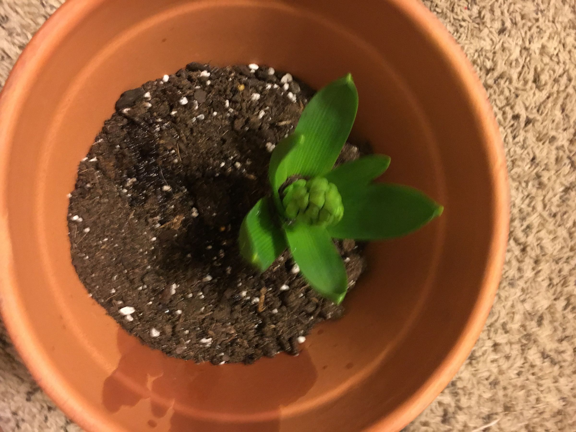 Planting A Flower English And Mandarin Chinese 种花 英文和中文 6 Steps Instructables