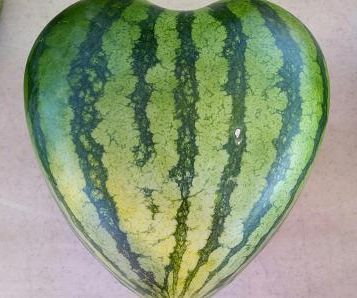 grow a heart shape watermelon DIY Project DIY Project Image