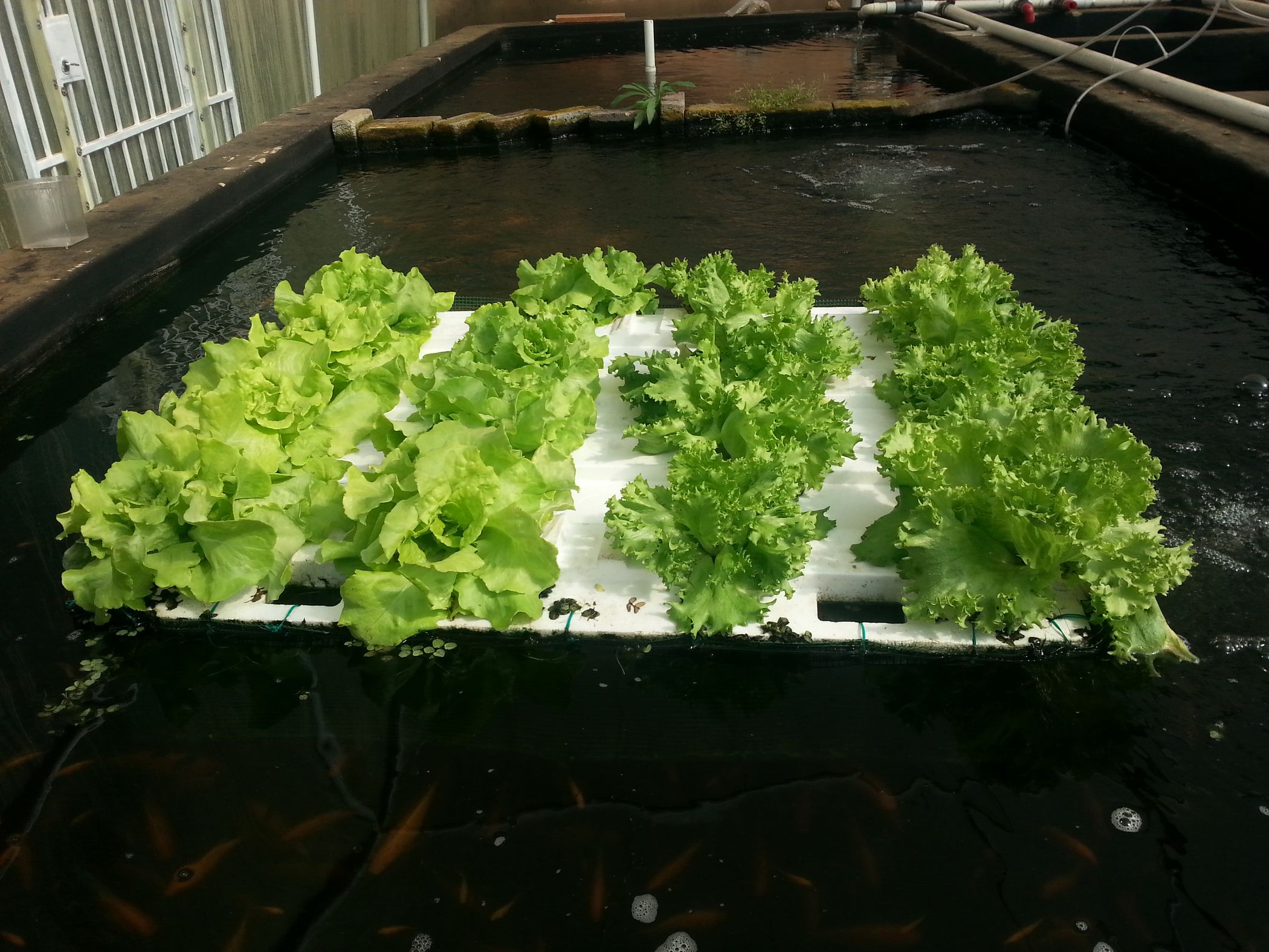 Floating Veggie Raft for Fish Ponds : 11 Steps - Instructables
