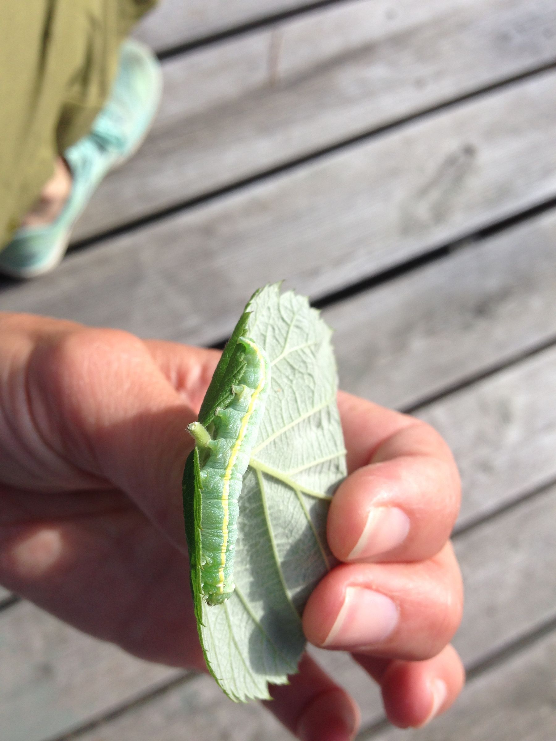 Bug House for Kids : 8 Steps (with Pictures) - Instructables