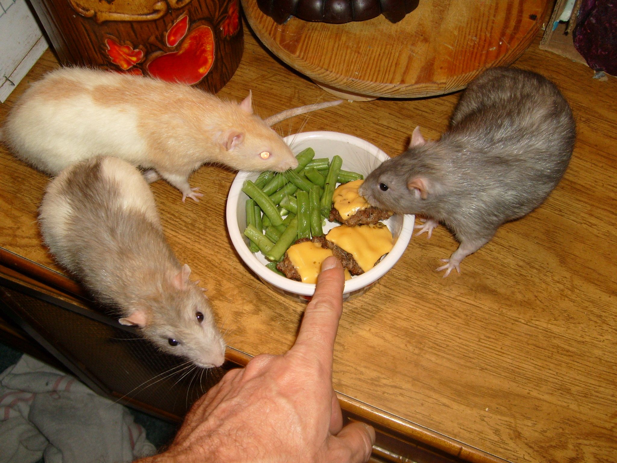 How To Pet Rats 8 Steps Instructables