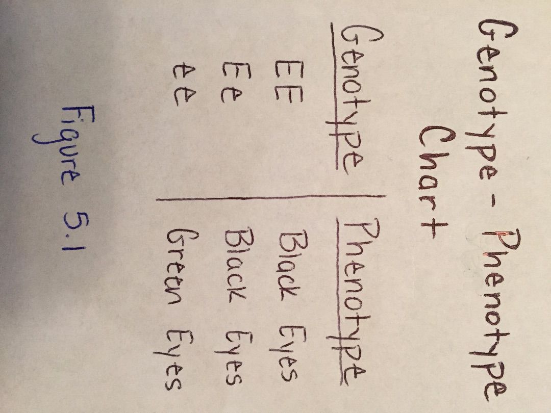 Using Punnett Squares to Calculate Phenotypic Probabilities : 19 Using Punnett Squares to Calculate Phenotypic Probabilities : 19
