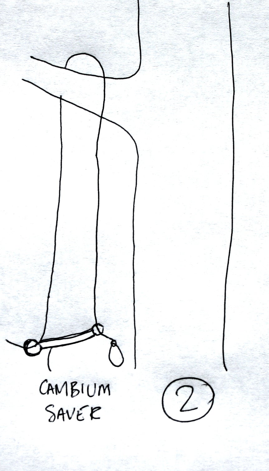 How to Get a Rope Into a Tree (without Climbing It) 6 Steps