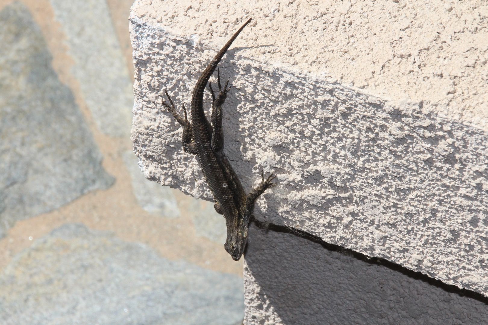 Build a Backyard Lizard Condo 3 Steps (with Pictures) Instructables