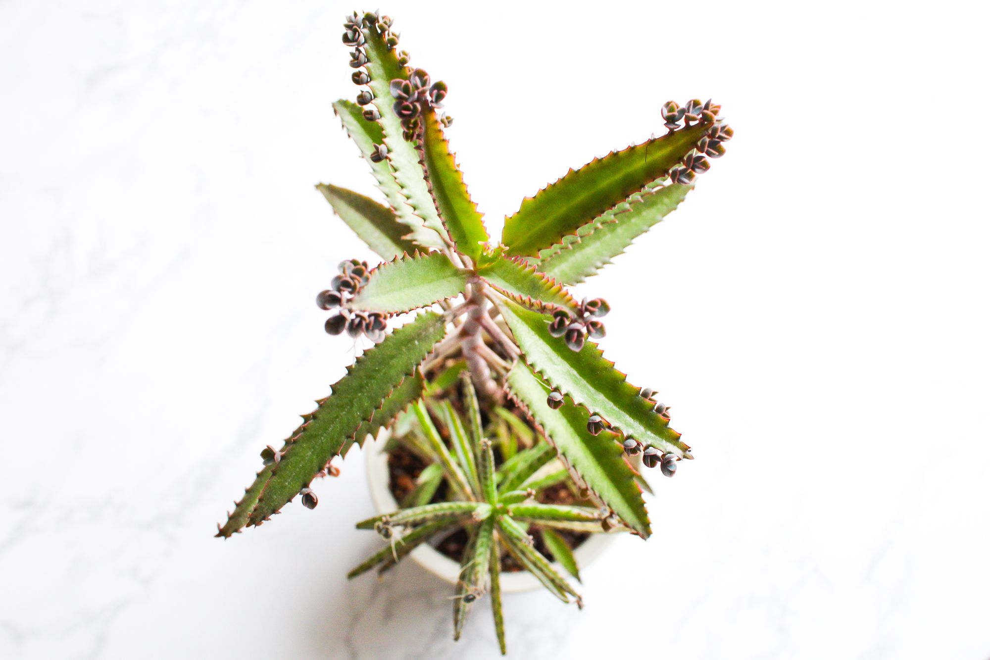 How To Care For Mother Of Thousands Or Millions 6 Steps With Pictures Instructables