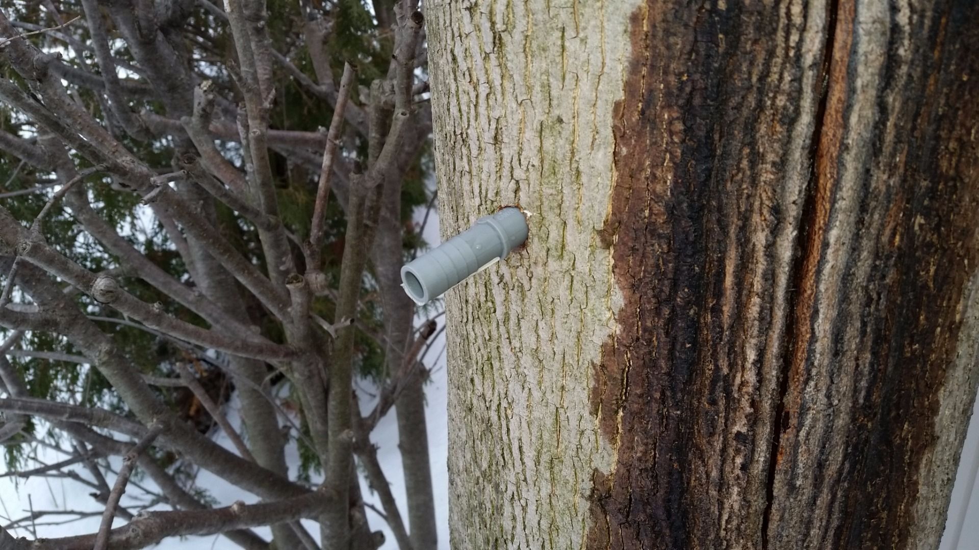 Tapping a Tree for Sap / Syrup Without Proper Spiles (taps) 6 Steps (with Pictures