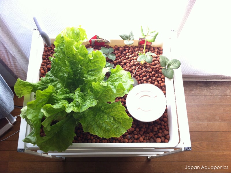 Indoor Mini Aquaponics System Ikea Hack 5 Steps With Pictures Instructables Indoor Mini Aquaponics System Ikea Hack 5 Steps With Pictures Instructables