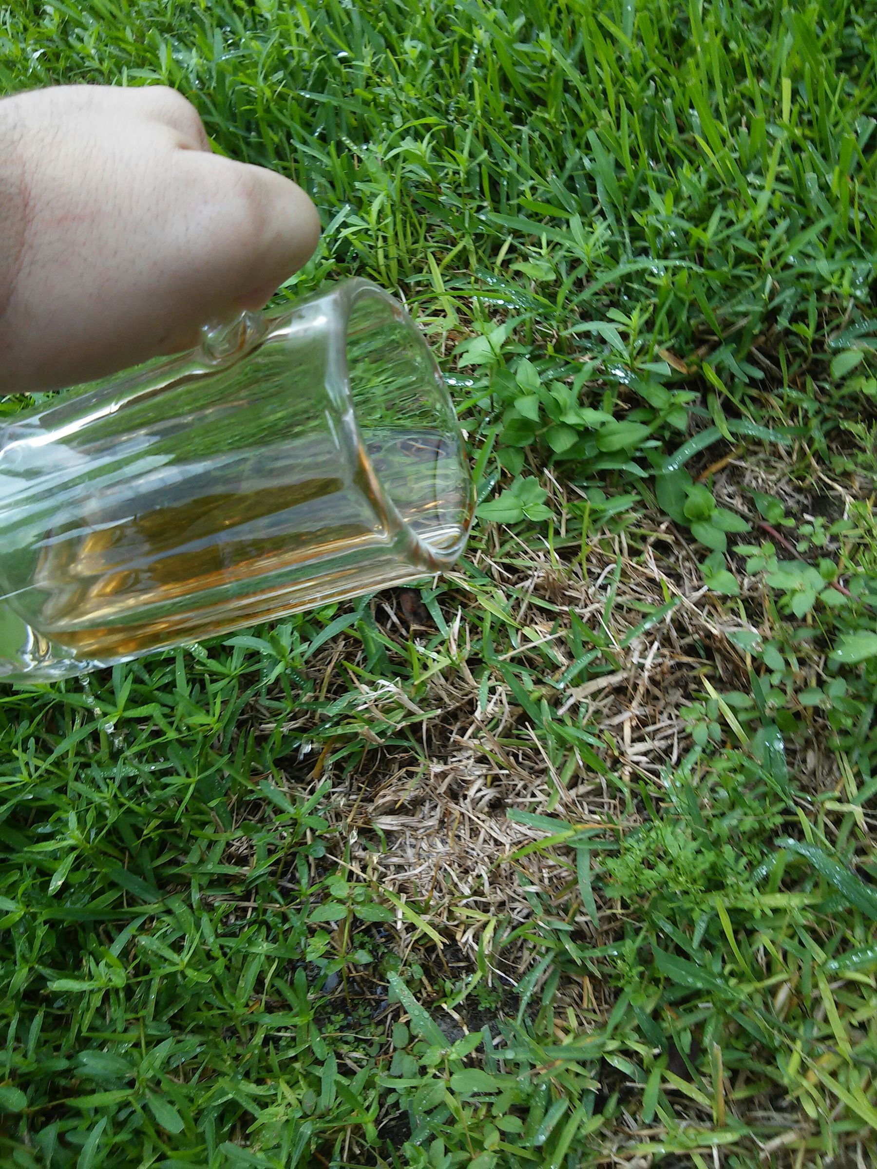 Easily Getting Rid of Dead Spots on Your Lawn, Effortlessly! 4 Steps