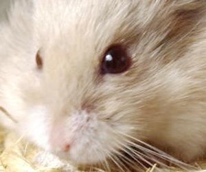 foster hamsters near me