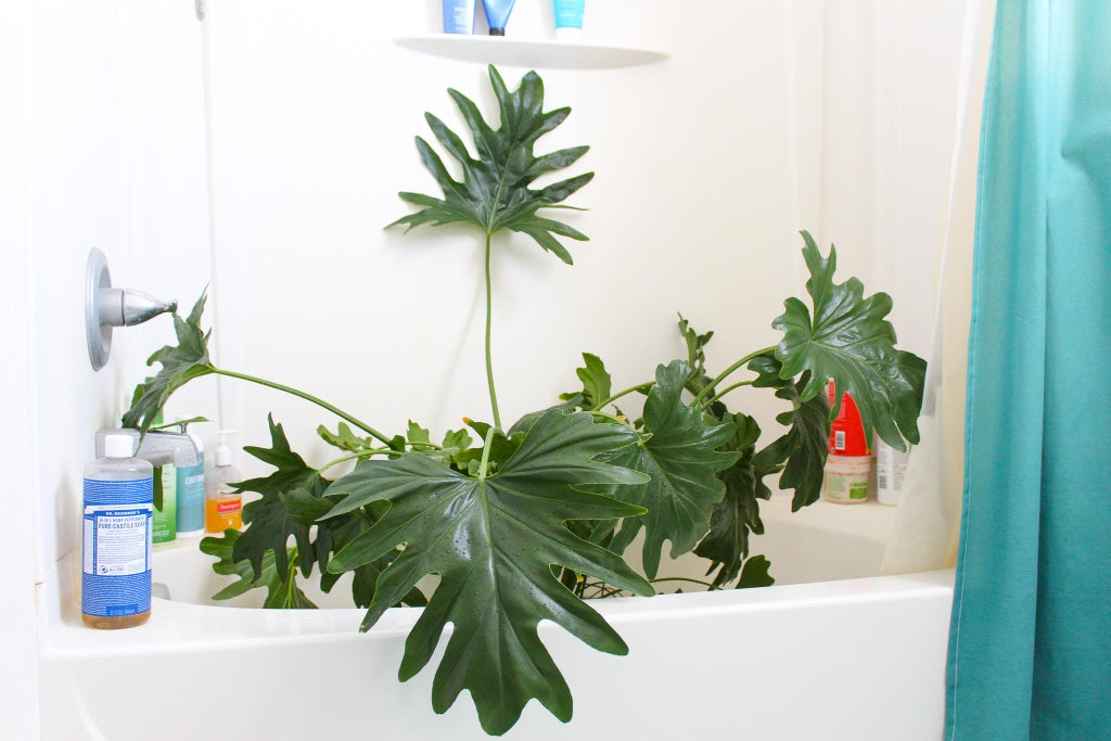 Do Some Plant Maintenance