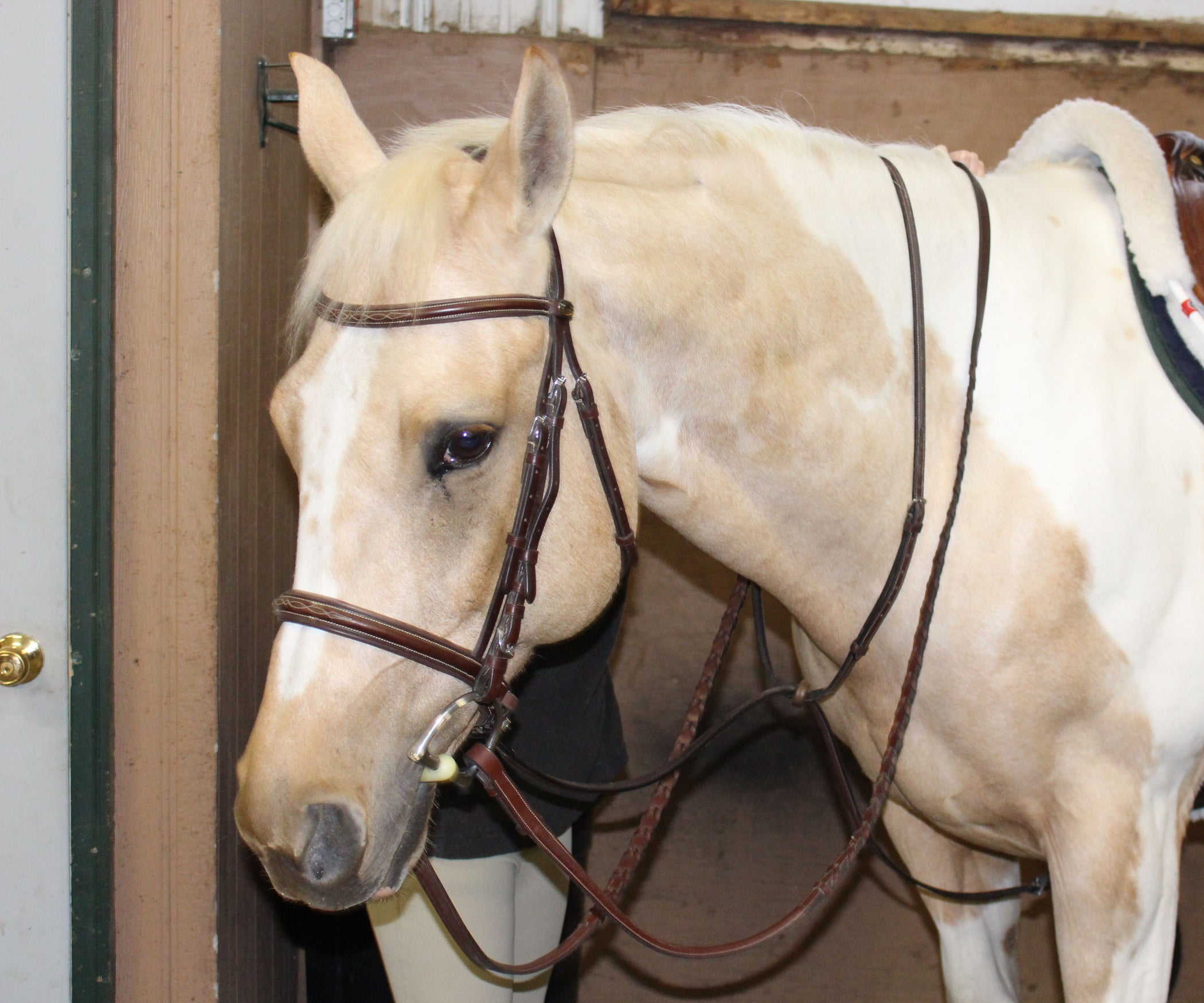 How to Tack Up a Horse for English Riding : 5 Steps - Instructables
