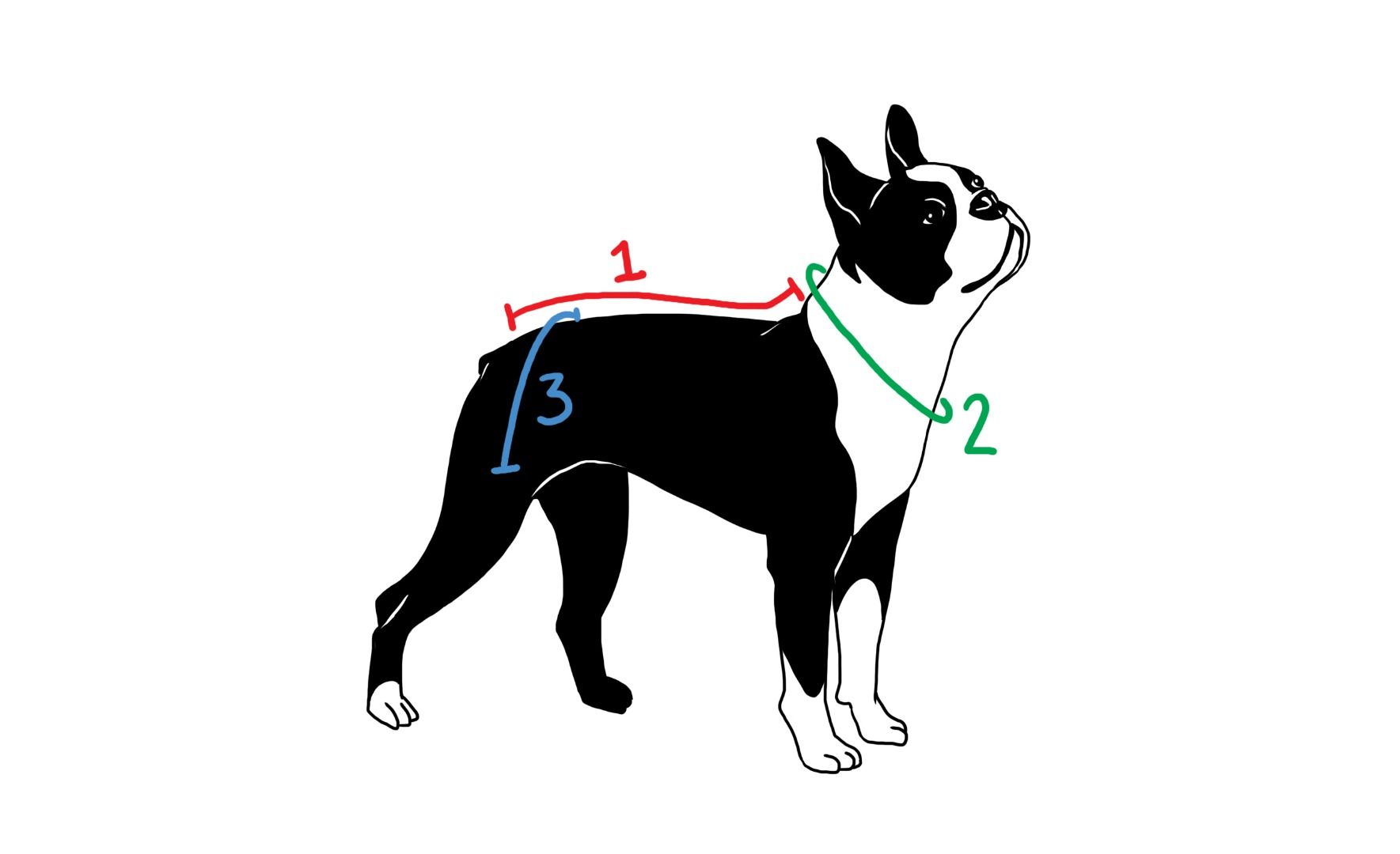 Nibbler From Futurama Dog Costume 16 Steps (with Pictures) Instructables