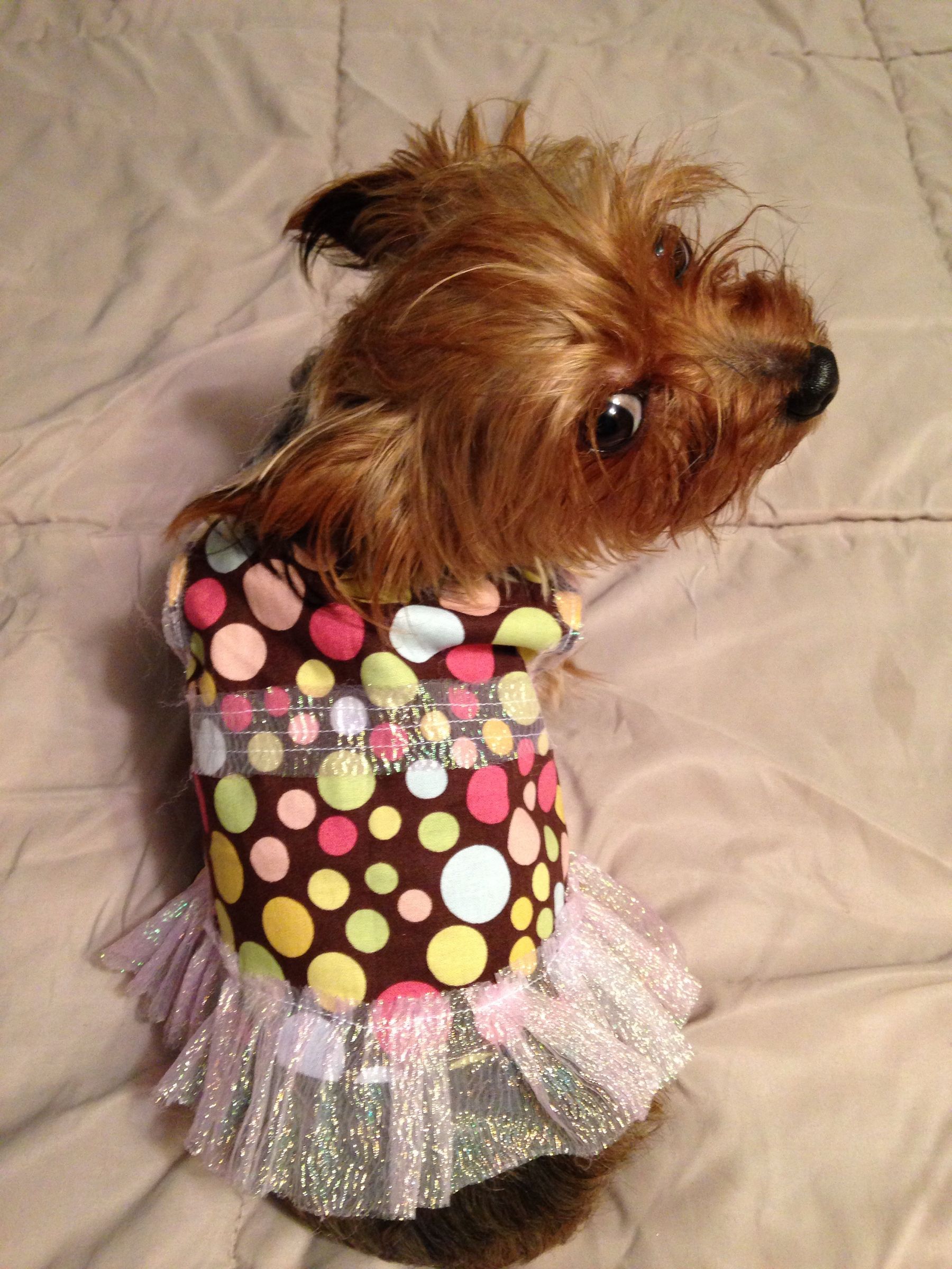 Homemade Dog Dress / Shirt for Beginners 13 Steps Instructables