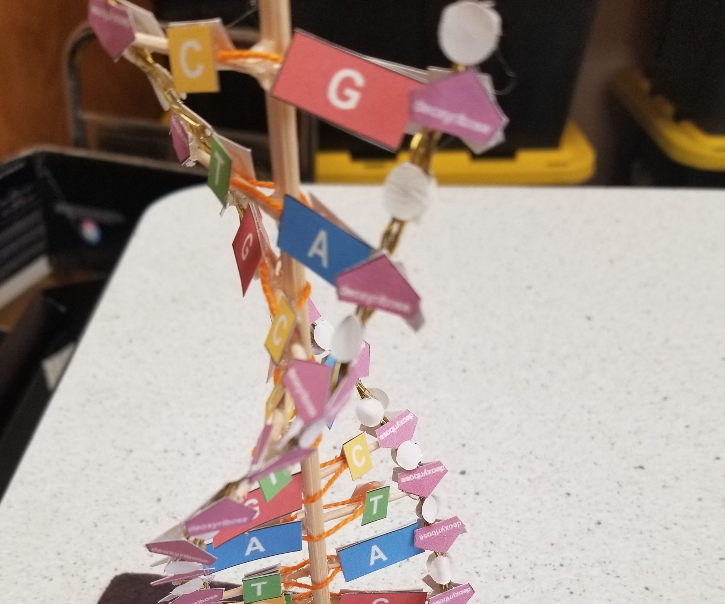 Dna Model Project With Pipe Cleaners