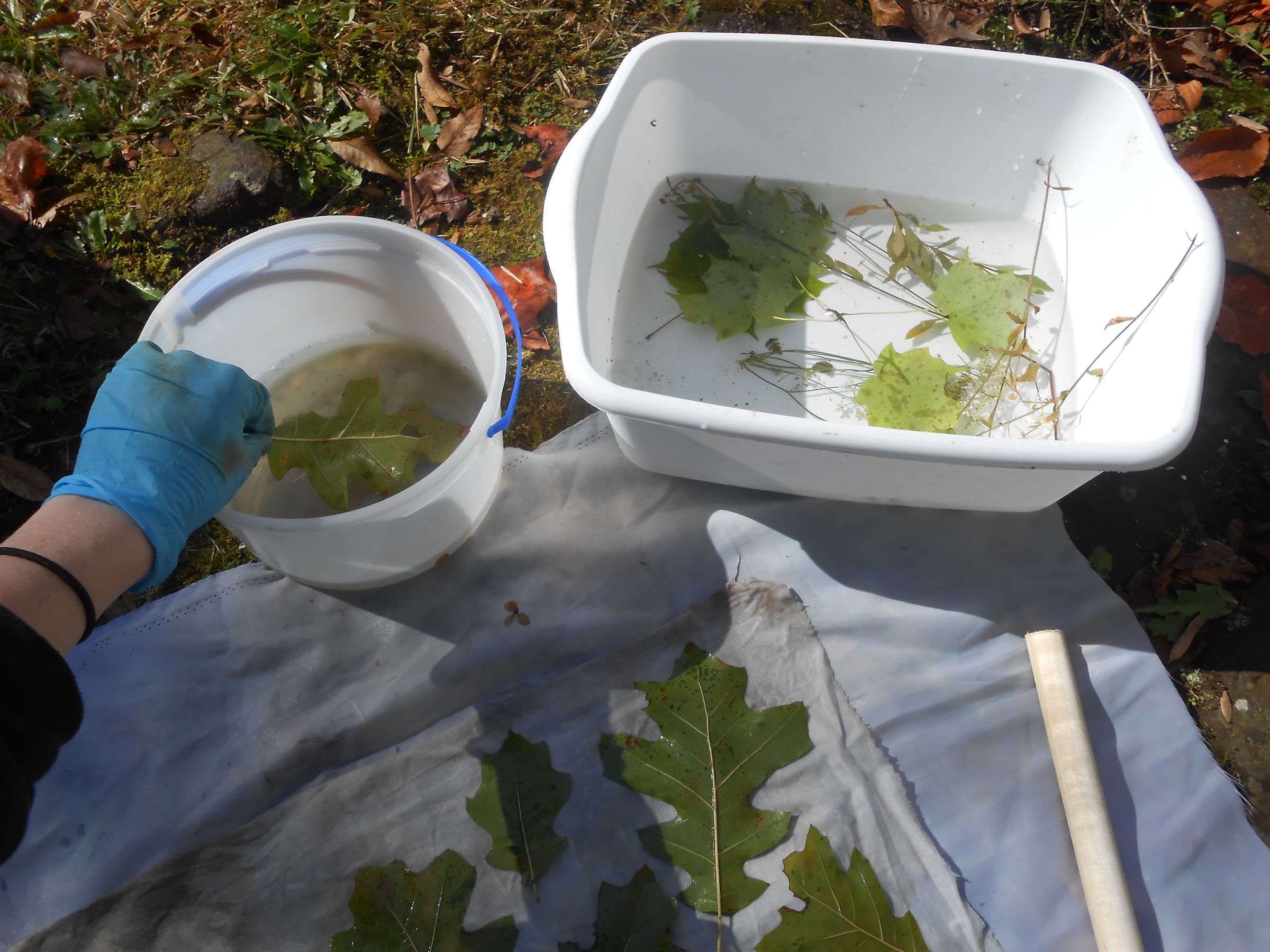 EcoPrinting With Rust & Vinegar 6 Steps (with Pictures) Instructables