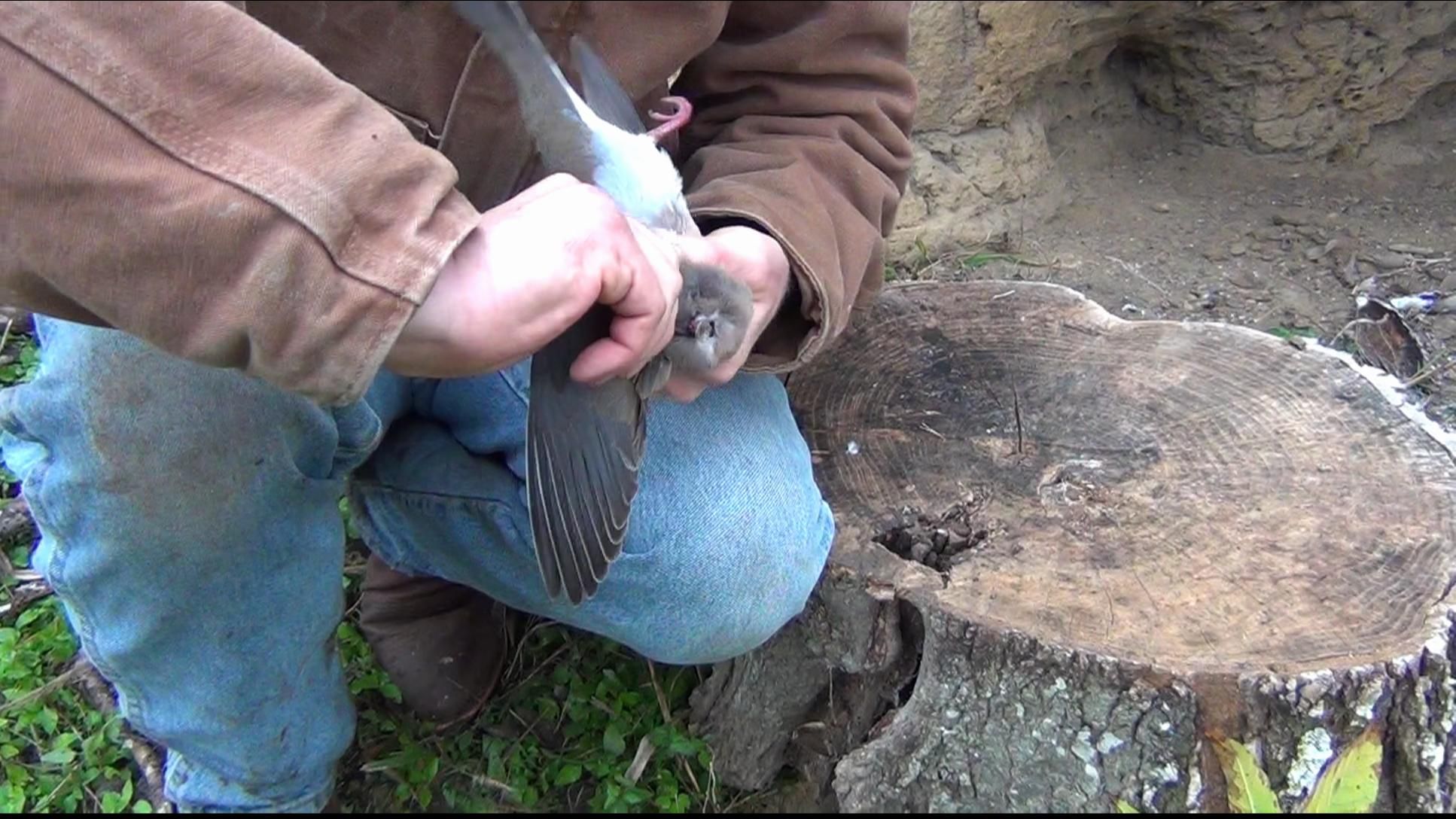 How to Field Dress a Dove / Pheasant / Quail 7 Steps Instructables