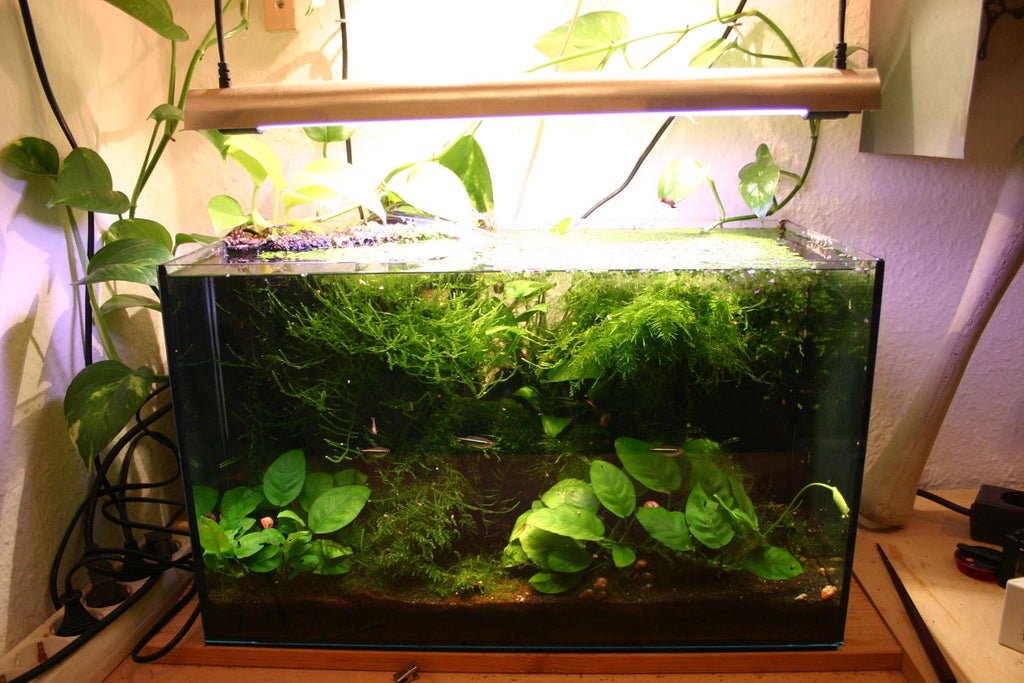 How to Clean a Dirty Fish Tank 12 Steps Instructables