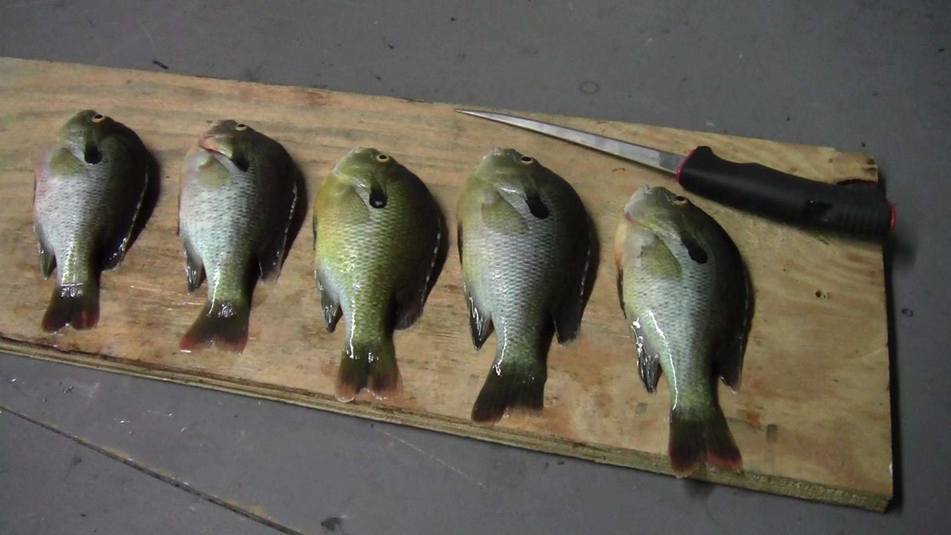 How to Fillet a Bluegill or Sunfish