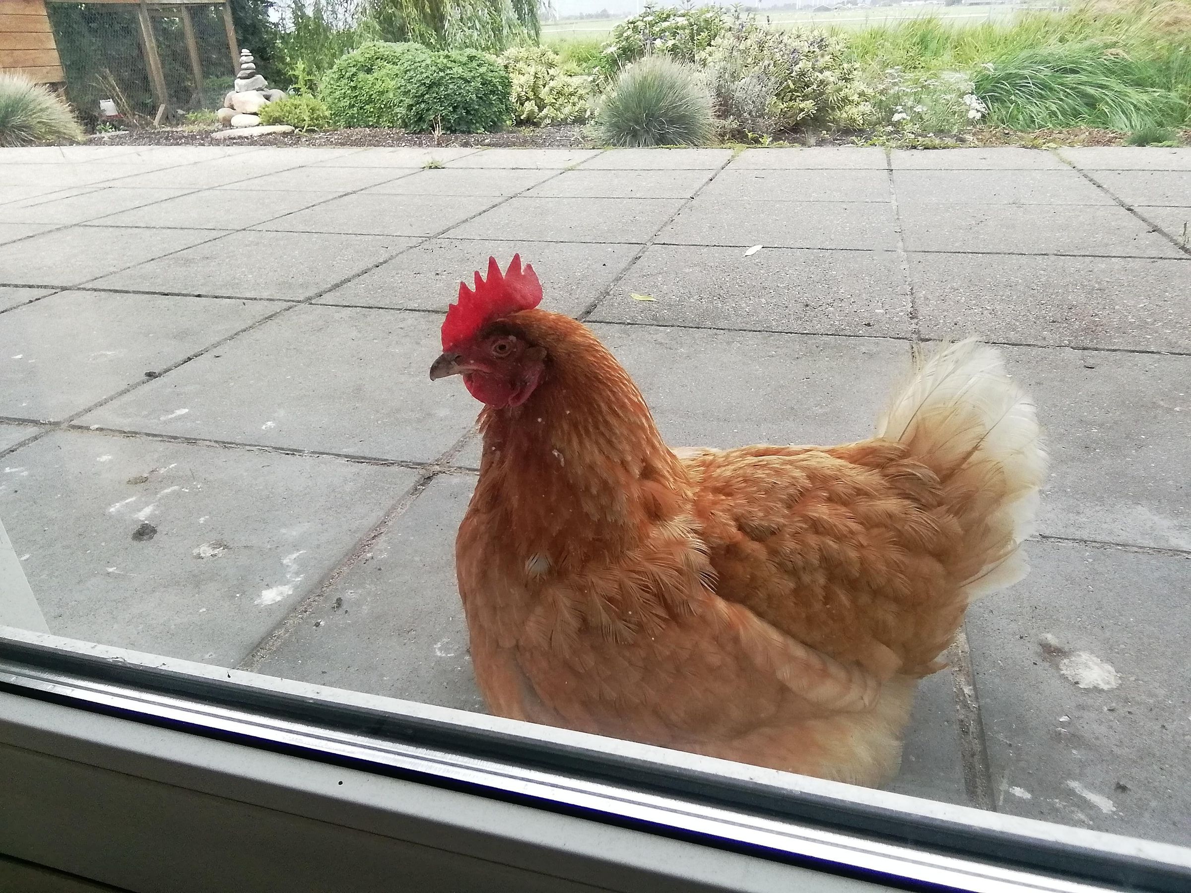 Several Methods to Use Cement to Make Concrete Chickens 13 Steps