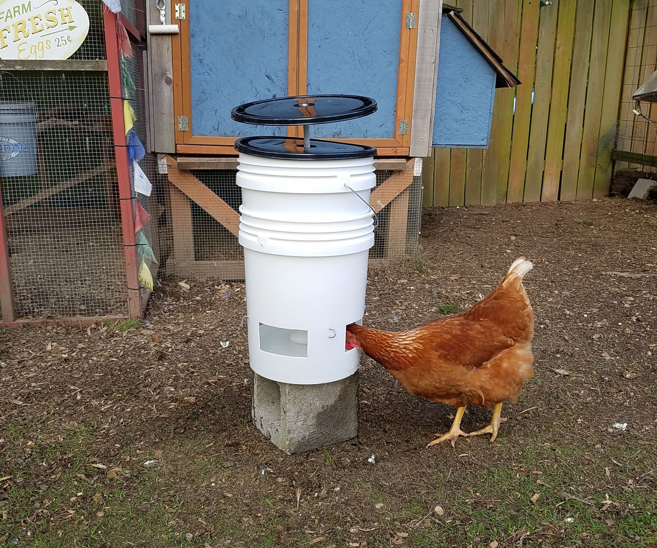 thumbnail image 2 of 5 Gallon Chicken Waterer For Winter, Heated Chicken Qatar 2 of 13