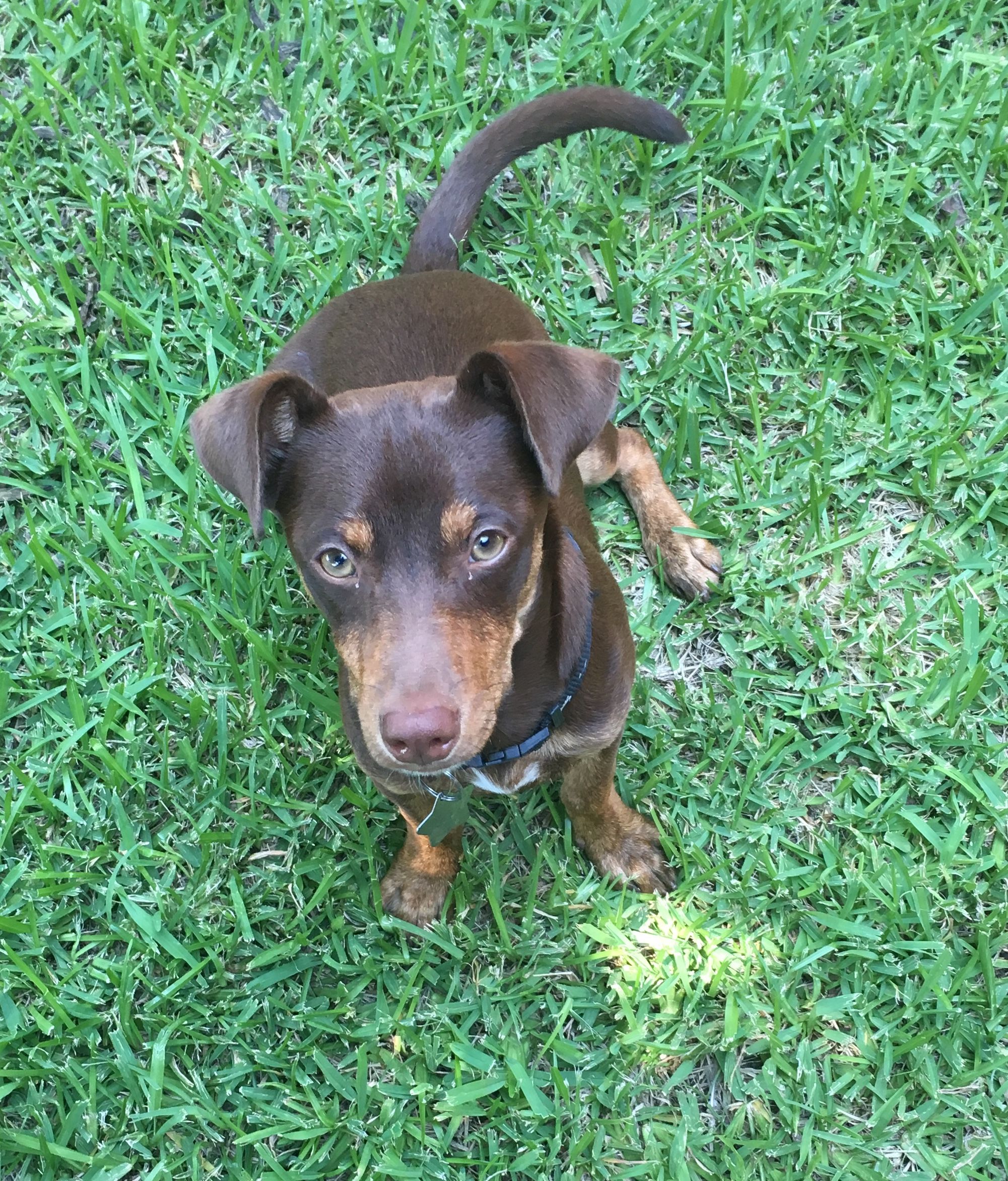 Diy Doggie Septic System With Natural Starter 14 Steps With Pictures Instructables