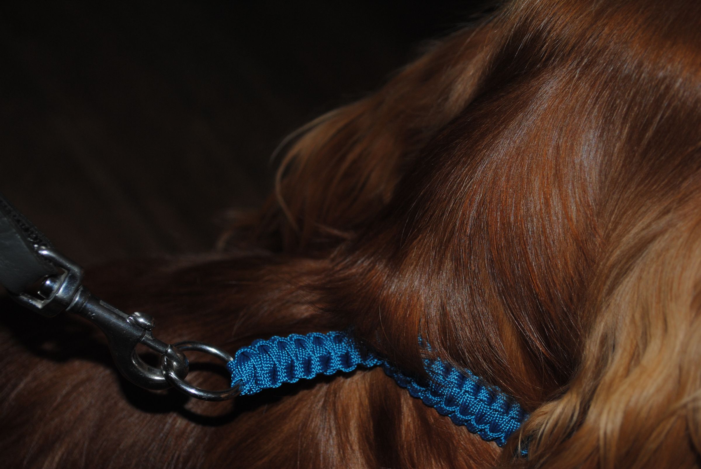 Paracord Dog Collar, Halti Collar 9 Steps Instructables