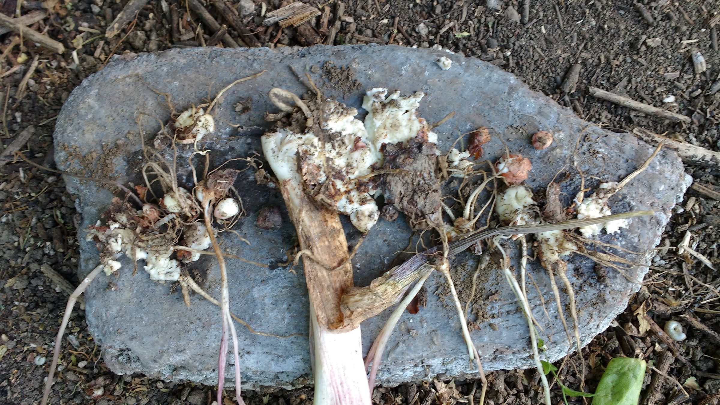 Turn Weed(s) Into Feed 3 Steps (with Pictures) Instructables