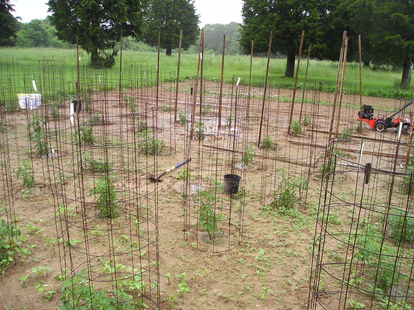 Make Your Own Tomato Cages 4 Steps (with Pictures) Instructables