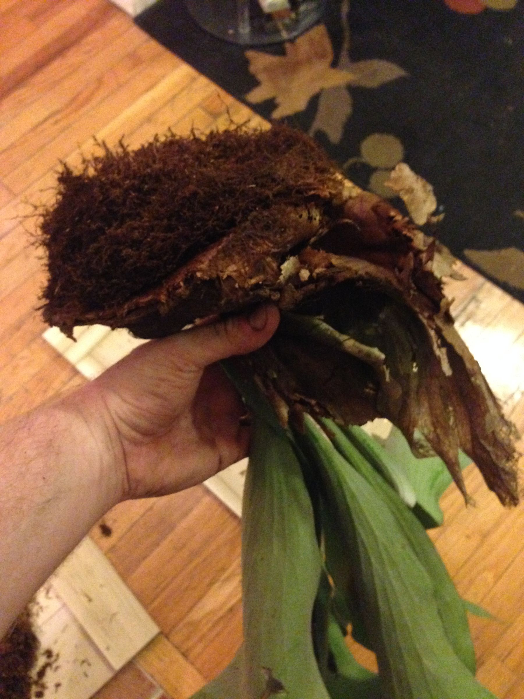 Plant Taxidermy Mounting a Staghorn Fern 10 Steps Instructables