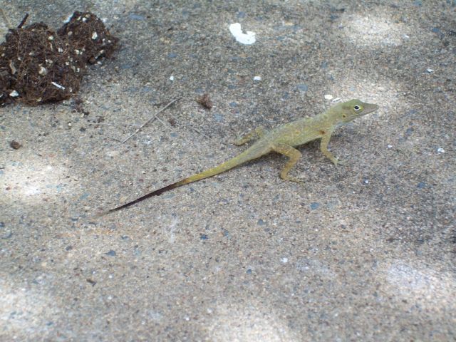 How To Catch A Lizard Instructables