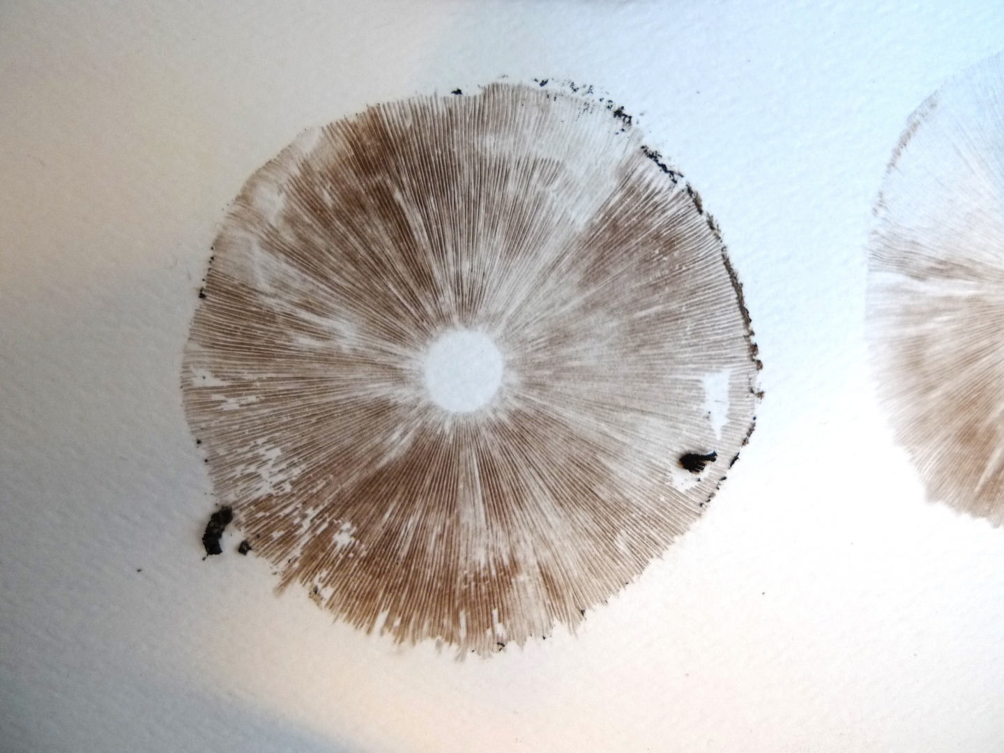 Mushroom Spore Prints 5 Steps (with Pictures) Instructables