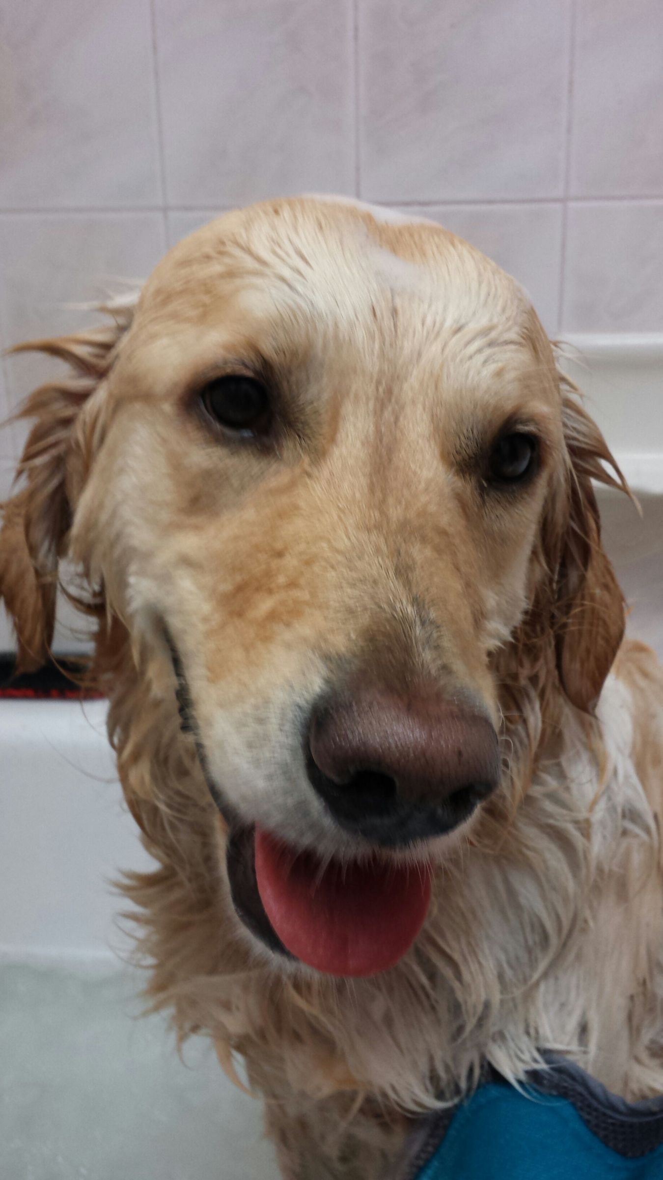 How to Wash Your Dog 7 Steps (with Pictures) Instructables