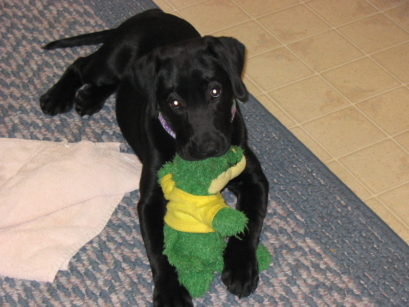 How To Deskunk Your Pet Or Yourself With Stuff In Your Home 4 Steps Instructables