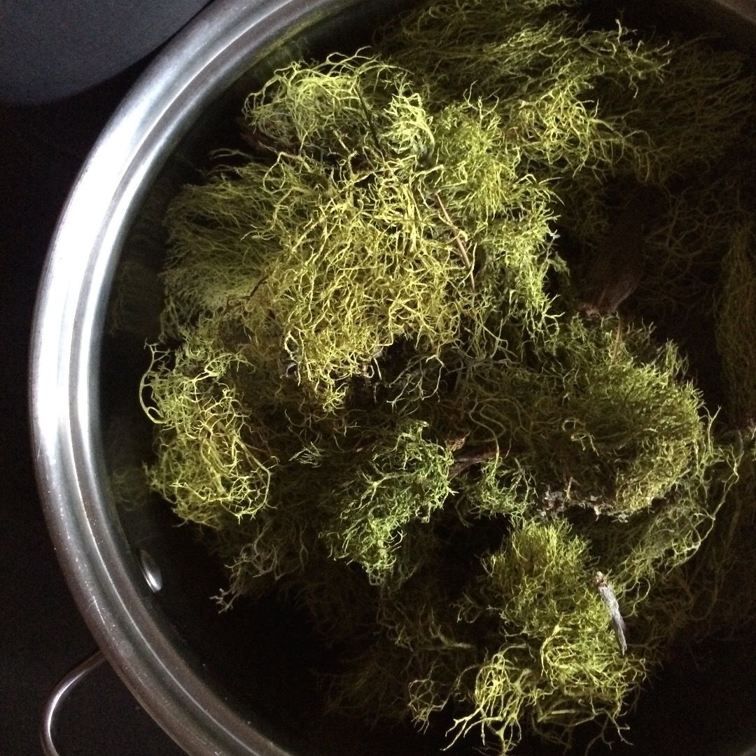 Creating Lichen Dyes ( Letharia Vulpina or Wolf Lichen) 5 Steps (with