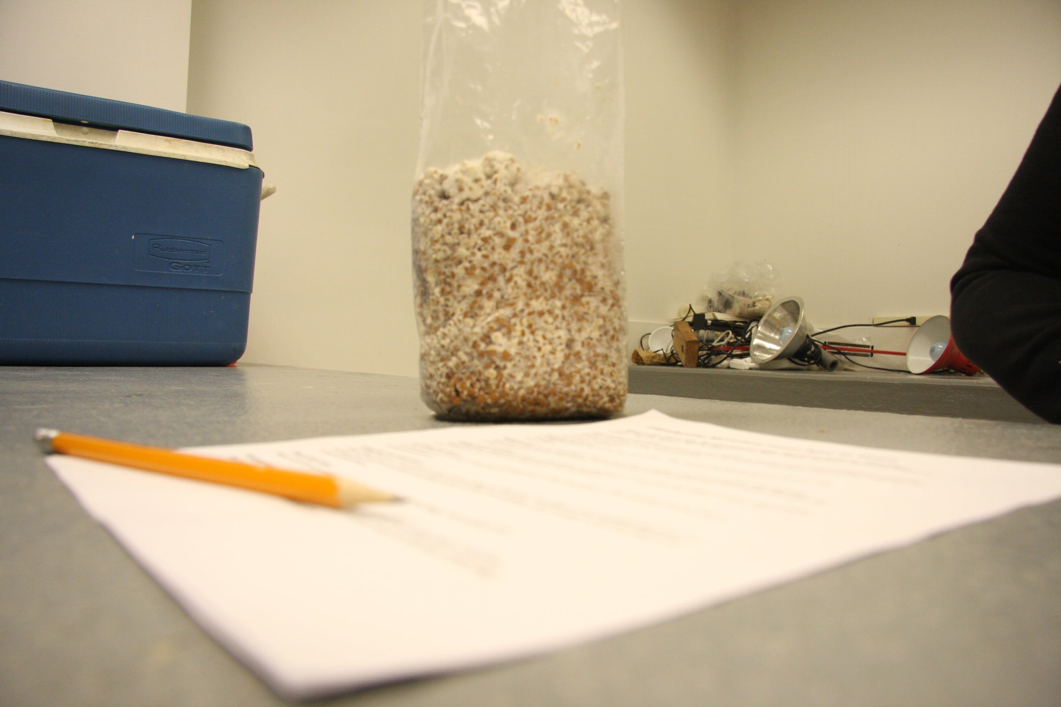 Part B Making a Mushroom Log, Transferring Mycelium Onto Grain