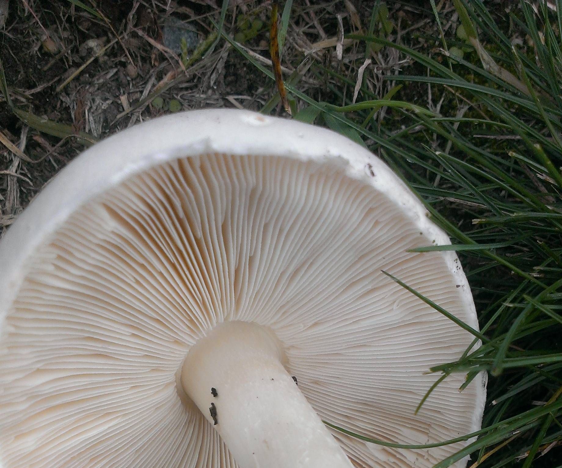 How to Grow Wild Mushrooms Mycelium From Spores (experimental) 4