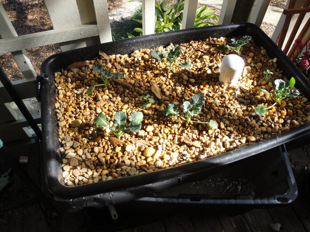 Small Diy Aquaponics System 7 Steps With Pictures Instructables Small Diy Aquaponics System 7 Steps With Pictures Instructables