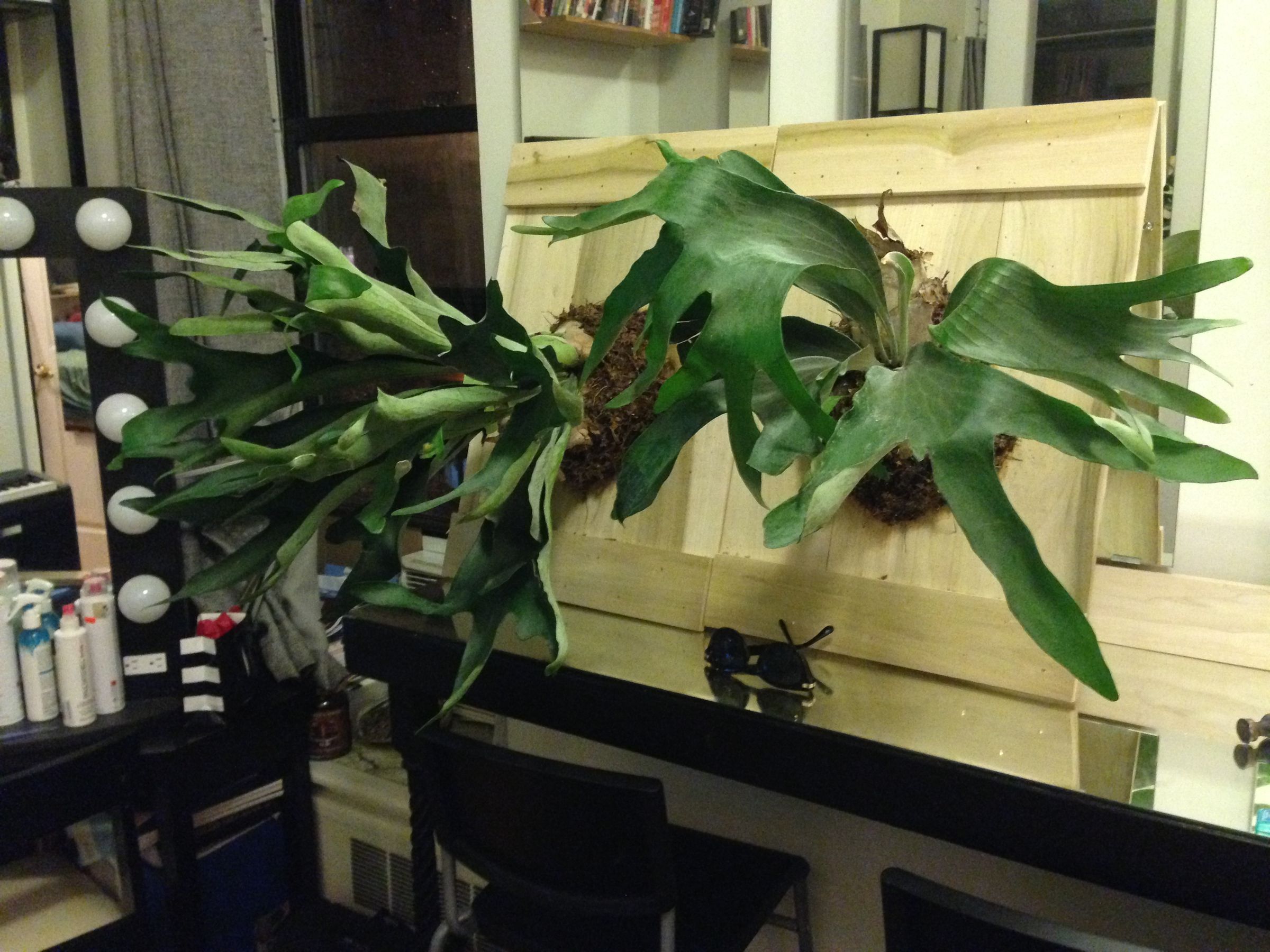 Plant Taxidermy Mounting a Staghorn Fern 10 Steps Instructables
