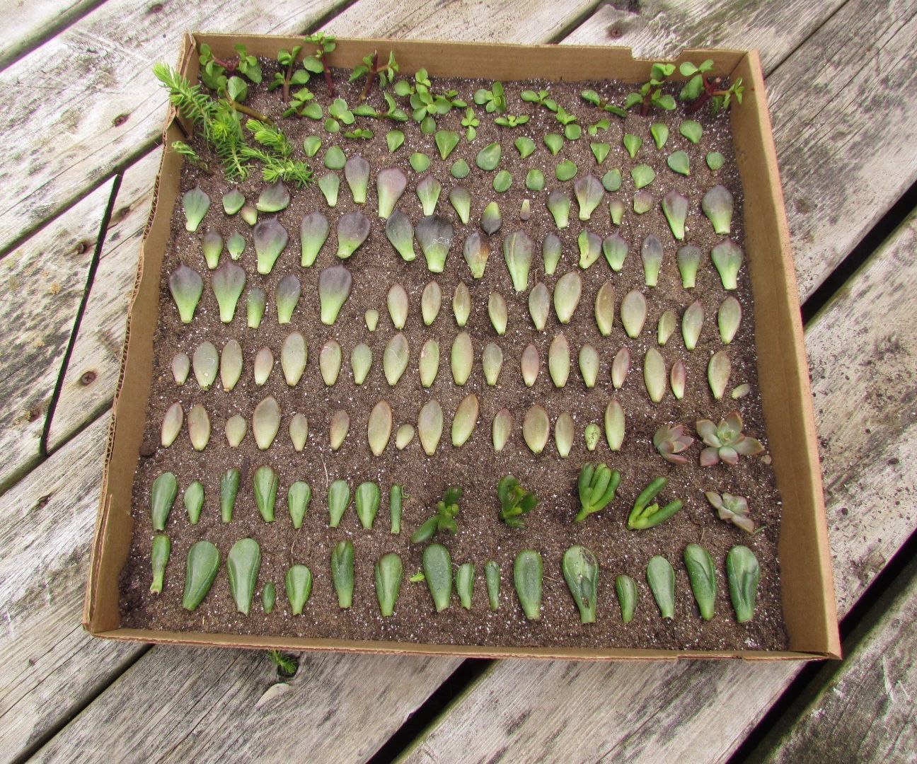 Pizza Box Turned Succulent Propagation Planter