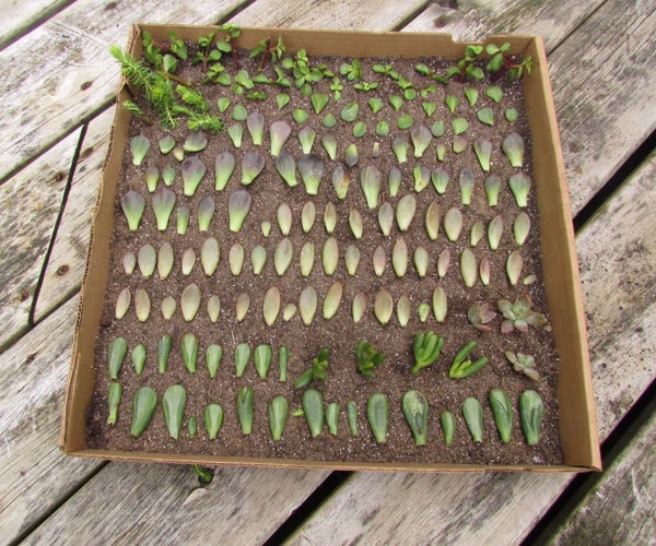 Pizza Box Turned Succulent Propagation Planter