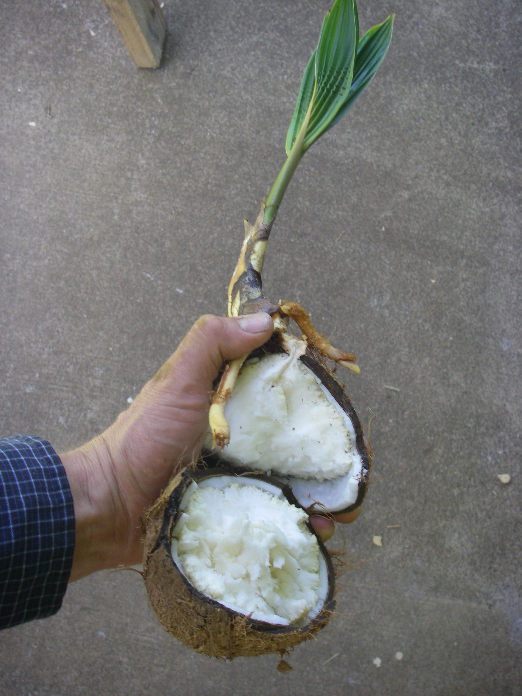 Eat a Sprouted Coconut 6 Steps (with Pictures) Instructables