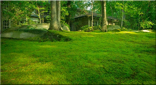 How To Create A Moss Garden 5 Steps Instructables
