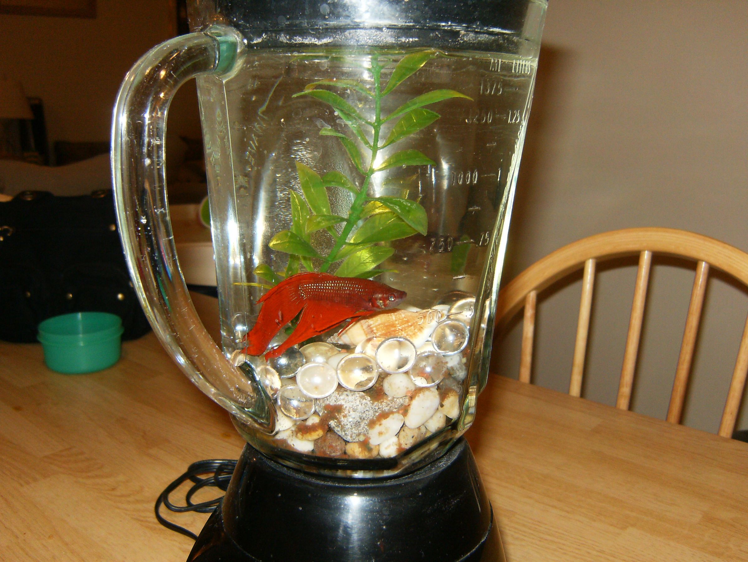 blender fish tank