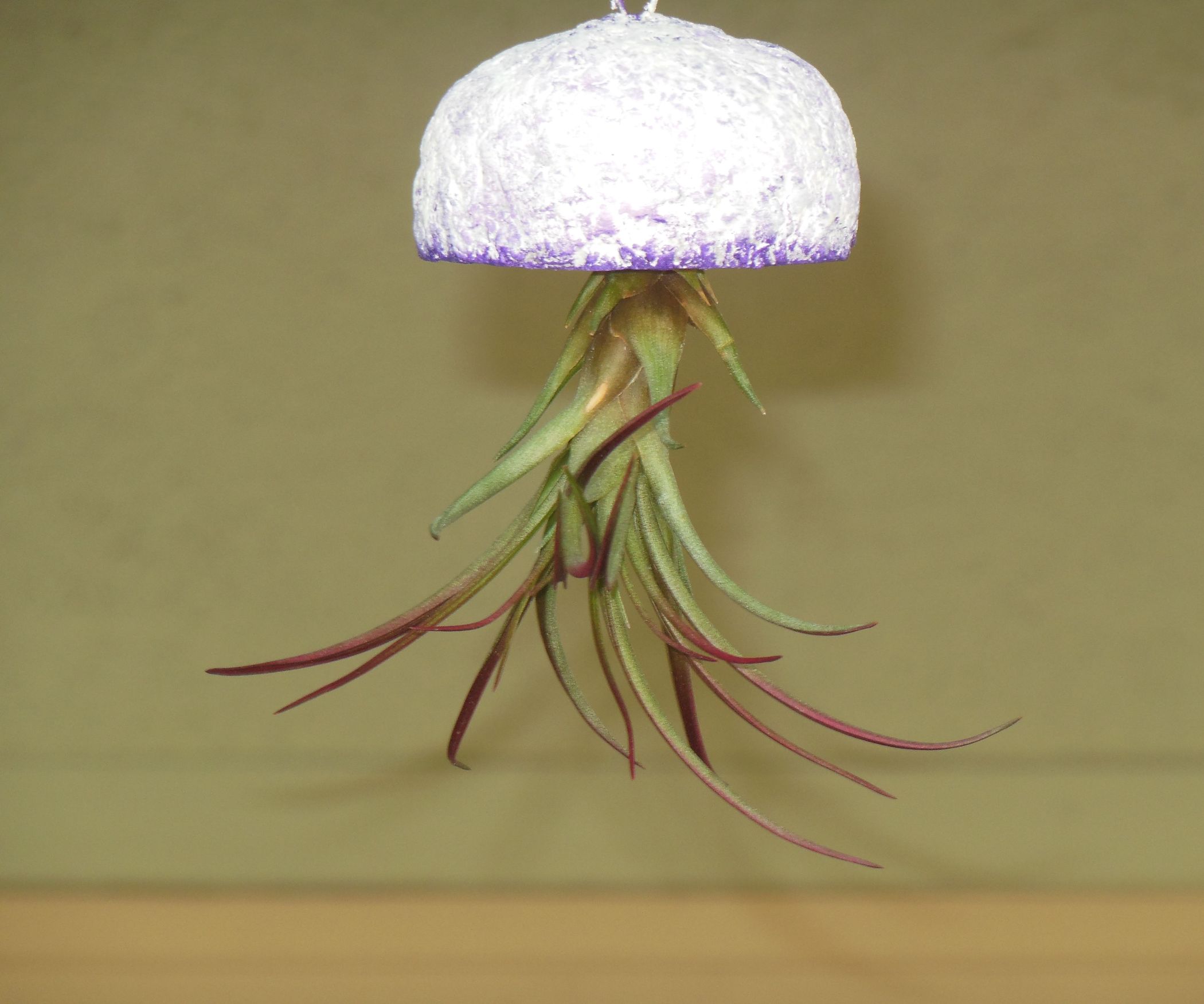 Jellyfish Air Plant Planter 8 Steps (with Pictures) Instructables